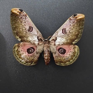 Zestaw 2 okazów ćmy Rinaca zuleika – suszony eksponat owadów, kolekcjonerski