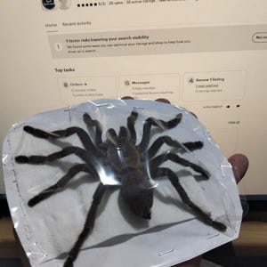 Tarantula Citharognathus tongmianensis and Haplopelma longipes - Spread-Leg Dried Specimen, Taxidermy Display, Entomology Collection image 7