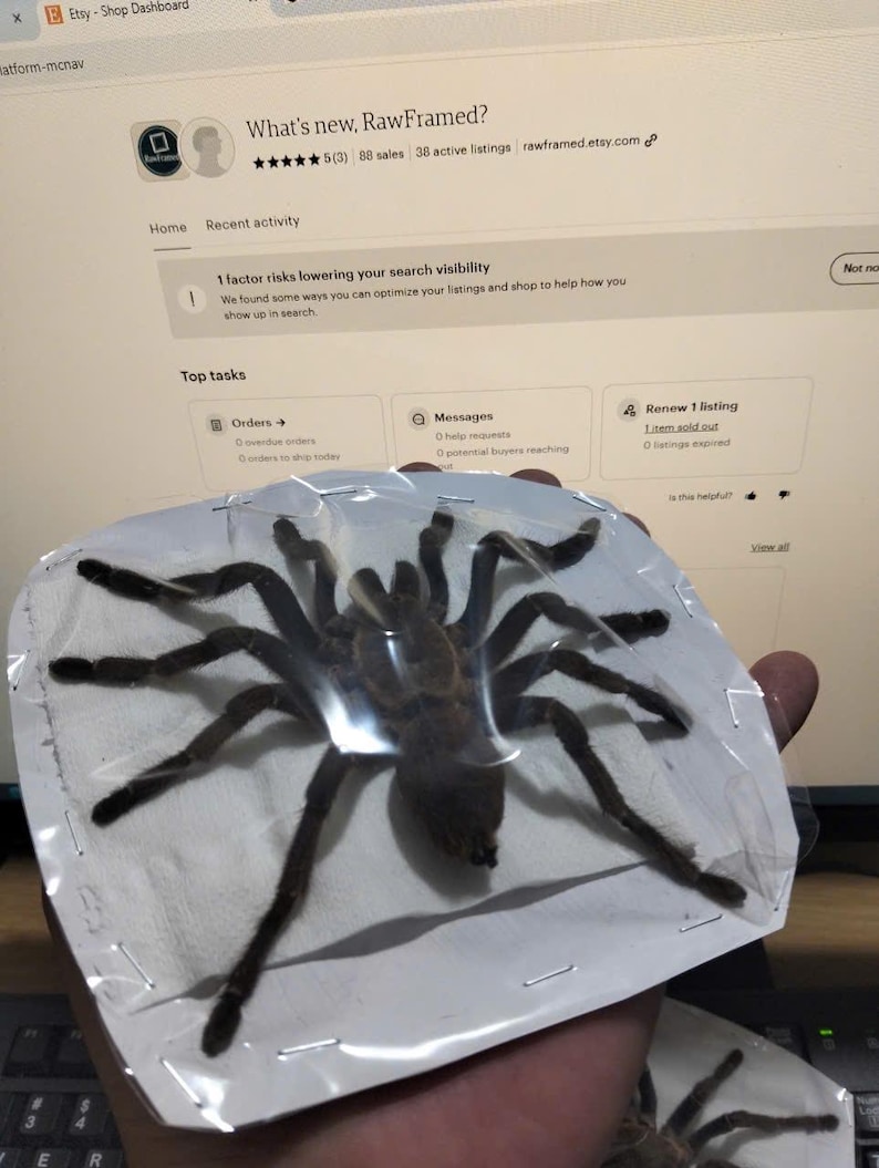 Tarantula Citharognathus tongmianensis and Haplopelma longipes - Spread-Leg Dried Specimen, Taxidermy Display, Entomology Collection image 7