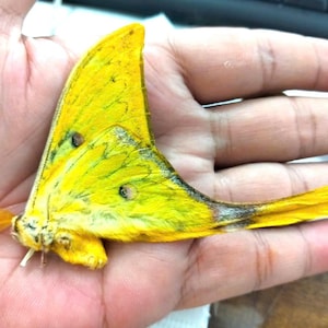 May include: A bright yellow moth with a triangular wing shape, featuring a long, pointed tail extension and small dark circular markings on the wing surface. The moth has a fuzzy, textured body and delicate wing veins visible in a vibrant yellow hue.