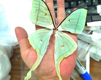 Luna Moth Wings Set (4 Wings) | Real Green Moth Wings for Art, Jewelry, Taxidermy & Craft