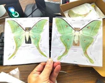 Luna Moth Actias selene Spread Wings | Real Dried Pinned Specimen Ready for Framing, Entomology Collection, Insect Art