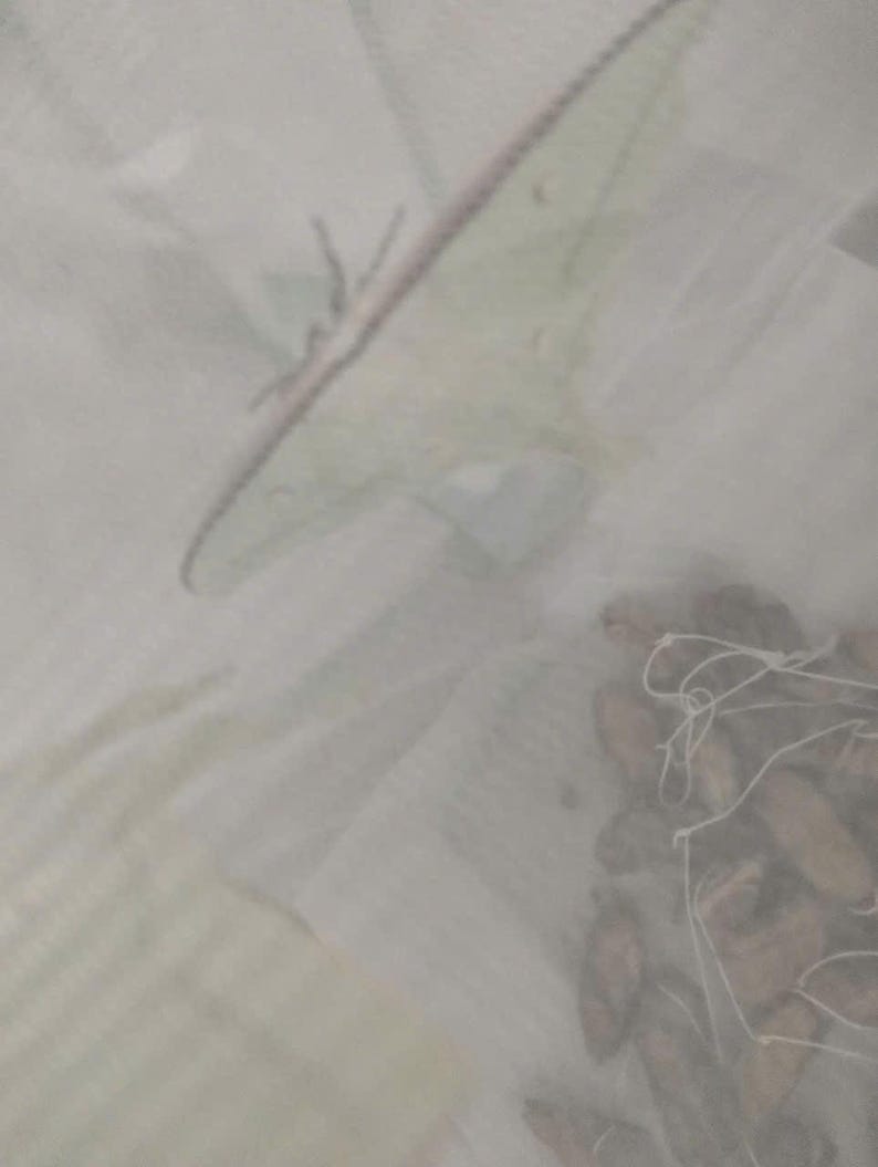 May include: A white fabric surface featuring a pale green moth illustration in the upper section and a cluster of brown, oval-shaped cocoons tied together with thin white string in the lower right corner of the composition.