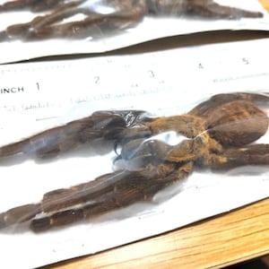Tarantula Citharognathus tongmianensis and Haplopelma longipes - Spread-Leg Dried Specimen, Taxidermy Display, Entomology Collection H.longipes/CLOSE