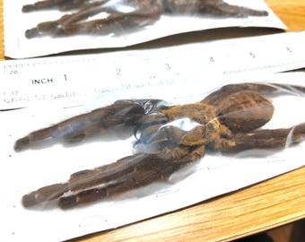 Haplopelma Longipes Tarantula | Legs Straight Dried Specimen | Real Spider for Study, Entomology Collection