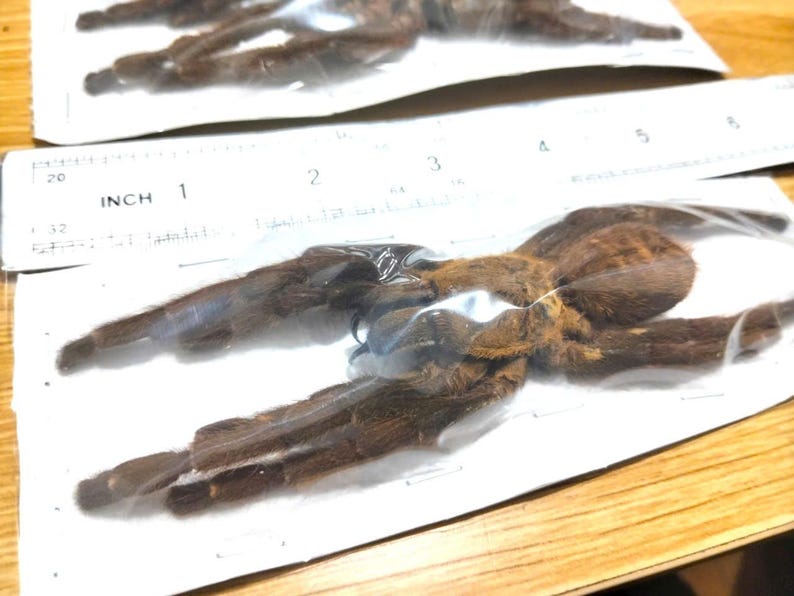 Tarantula Citharognathus tongmianensis and Haplopelma longipes - Spread-Leg Dried Specimen, Taxidermy Display, Entomology Collection H.longipes/CLOSE
