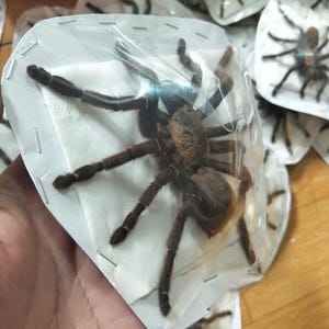 Tarantula Citharognathus tongmianensis and Haplopelma longipes - Spread-Leg Dried Specimen, Taxidermy Display, Entomology Collection Haplopelma longipes
