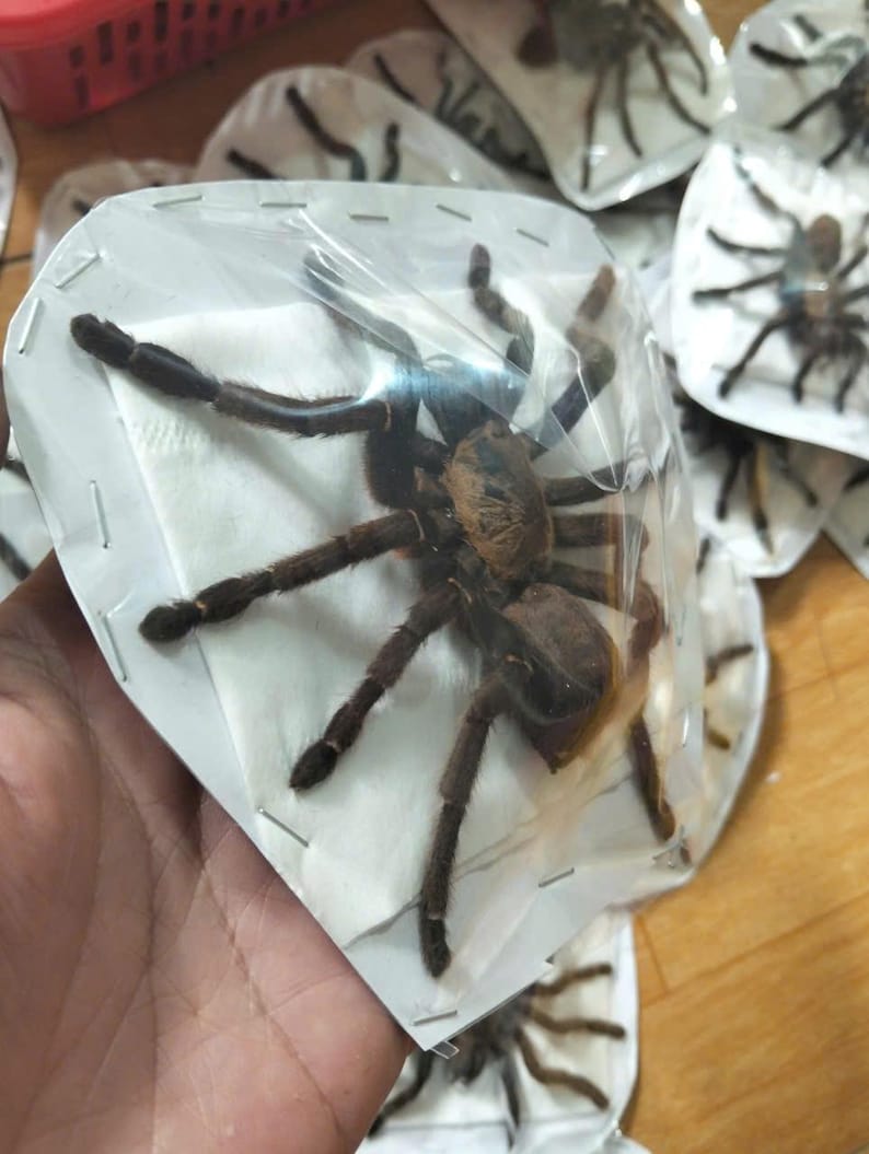 Tarantula Citharognathus tongmianensis and Haplopelma longipes - Spread-Leg Dried Specimen, Taxidermy Display, Entomology Collection Haplopelma longipes