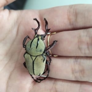 May include: A detailed view of a beetle with a light green body and dark brown legs and horns. The beetle is resting on a hand, with a gold ring visible. The beetle's body has a textured appearance.