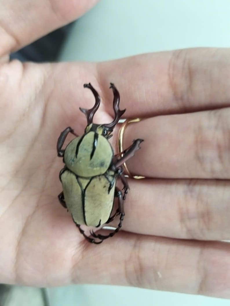May include: A detailed view of a beetle with a light green body and dark brown legs and horns. The beetle is resting on a hand, with a gold ring visible. The beetle's body has a textured appearance.