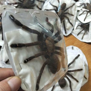 Tarantula Citharognathus tongmianensis and Haplopelma longipes - Spread-Leg Dried Specimen, Taxidermy Display, Entomology Collection image 13