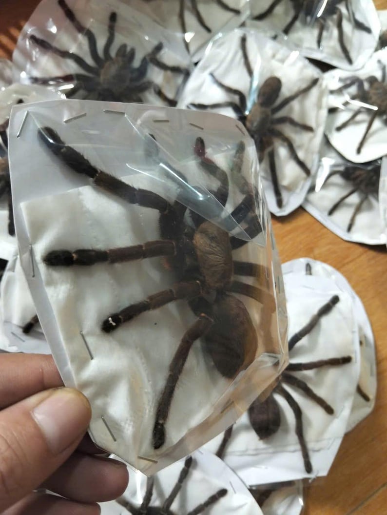 Tarantula Citharognathus tongmianensis and Haplopelma longipes - Spread-Leg Dried Specimen, Taxidermy Display, Entomology Collection image 13