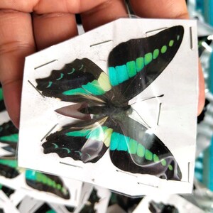 K&ouml;nnte beinhalten: Ein pr&auml;parierter Schmetterling mit schwarzen Fl&uuml;geln, die leuchtend t&uuml;rkisfarbene und hellgr&uuml;ne Streifen aufweisen, eingeschlossen in einer durchsichtigen Kunststoffh&uuml;lle auf wei&szlig;em Papier mit Metallklammern, mit deutlich sichtbaren symmetrischen Mustern.