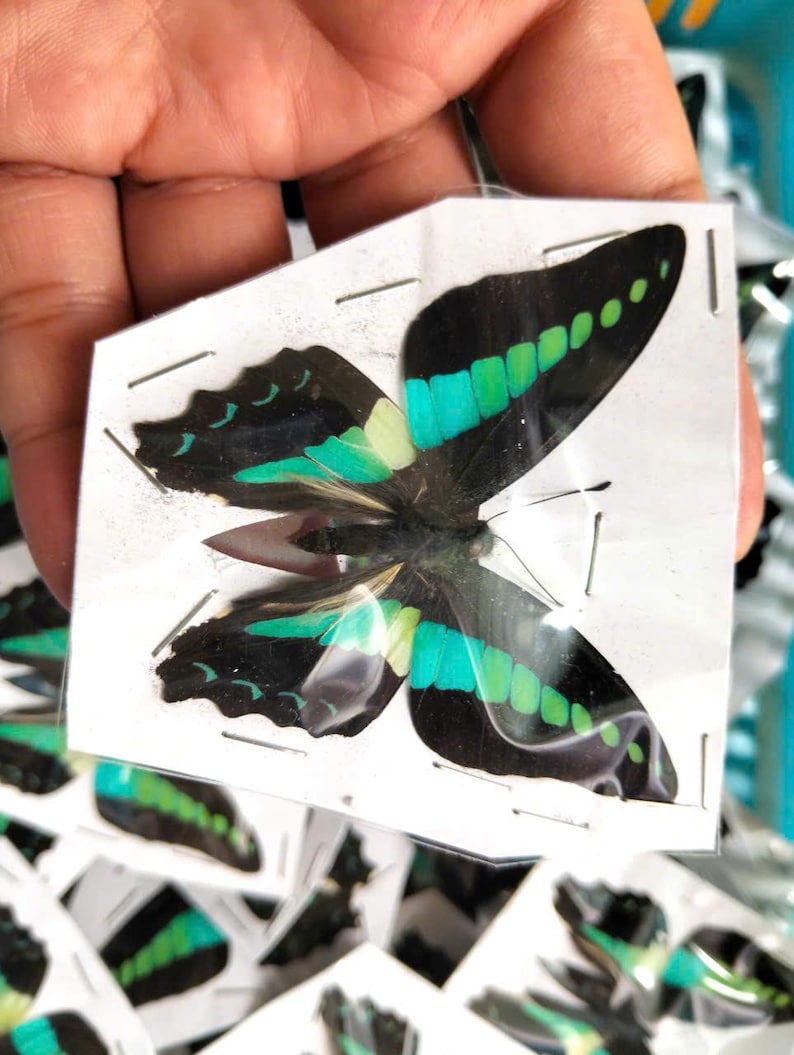 K&ouml;nnte beinhalten: Ein pr&auml;parierter Schmetterling mit schwarzen Fl&uuml;geln, die leuchtend t&uuml;rkisfarbene und hellgr&uuml;ne Streifen aufweisen, eingeschlossen in einer durchsichtigen Kunststoffh&uuml;lle auf wei&szlig;em Papier mit Metallklammern, mit deutlich sichtbaren symmetrischen Mustern.