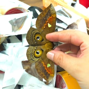 May include: A brown moth specimen with large, circular, yellow and black eyespots on the wings. The wings feature intricate dark brown patterns, orange accents, and small, pale green triangular markings near the edges of the upper wings.