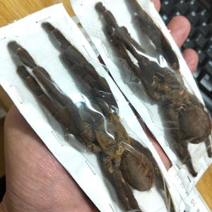 Tarantula Citharognathus tongmianensis and Haplopelma longipes - Spread-Leg Dried Specimen, Taxidermy Display, Entomology Collection image 19