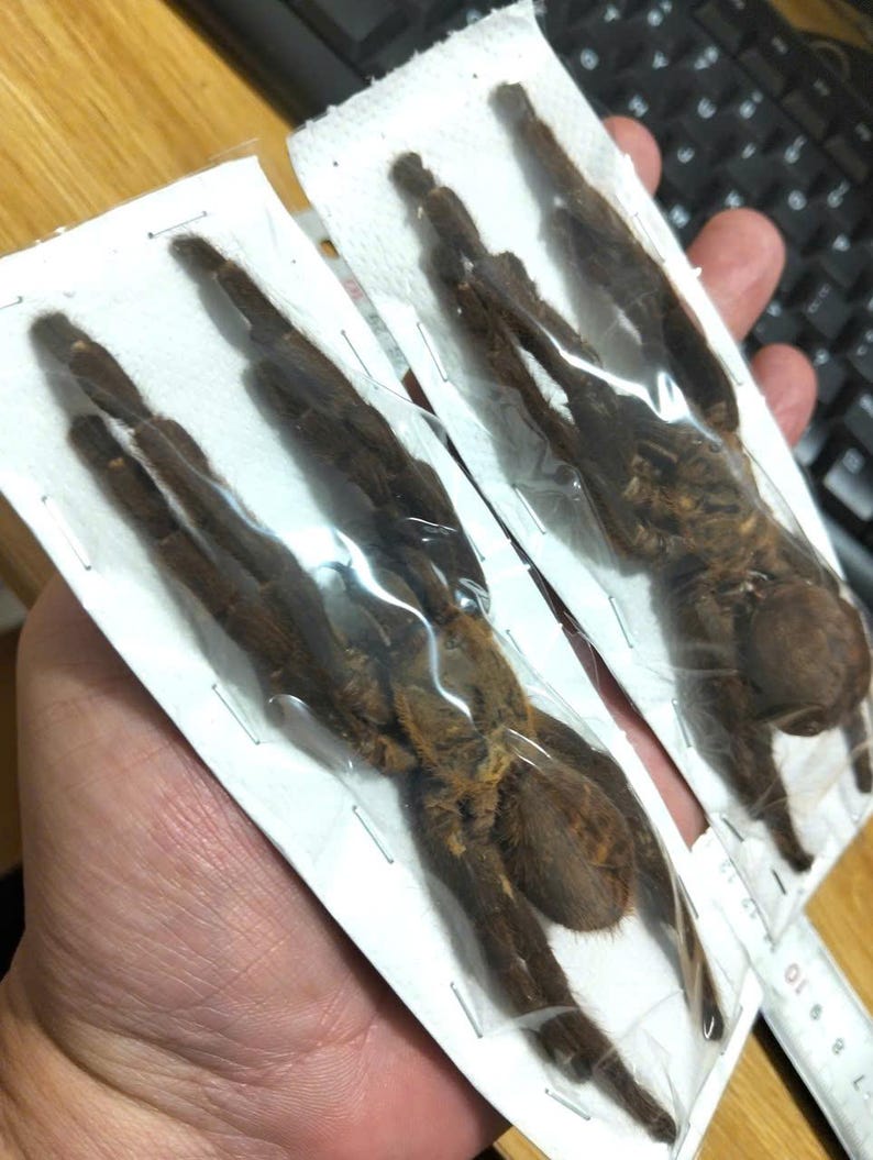 Tarantula Citharognathus tongmianensis and Haplopelma longipes - Spread-Leg Dried Specimen, Taxidermy Display, Entomology Collection image 19