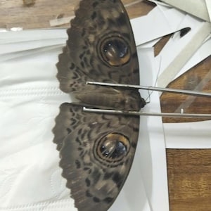 May include: A large brown moth with intricate dark patterns and prominent circular eyespot markings on its wings. The moth is held by a pair of silver metal tweezers, displaying its detailed wing structure and textured surface in a clear, focused view.