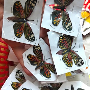 Peut inclure: Plusieurs papillons préservés, aux ailes noires, orange et jaunes, sont présentés. Chaque papillon est épinglé sur une petite carte blanche. Les ailes présentent des motifs détaillés avec des taches blanches. Les papillons sont de couleurs variées.