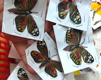 Pack of 4 Harlequin Moth Spread Wings Campylotes histrionicus Real Butterfly Taxidermy Wall Art Gift