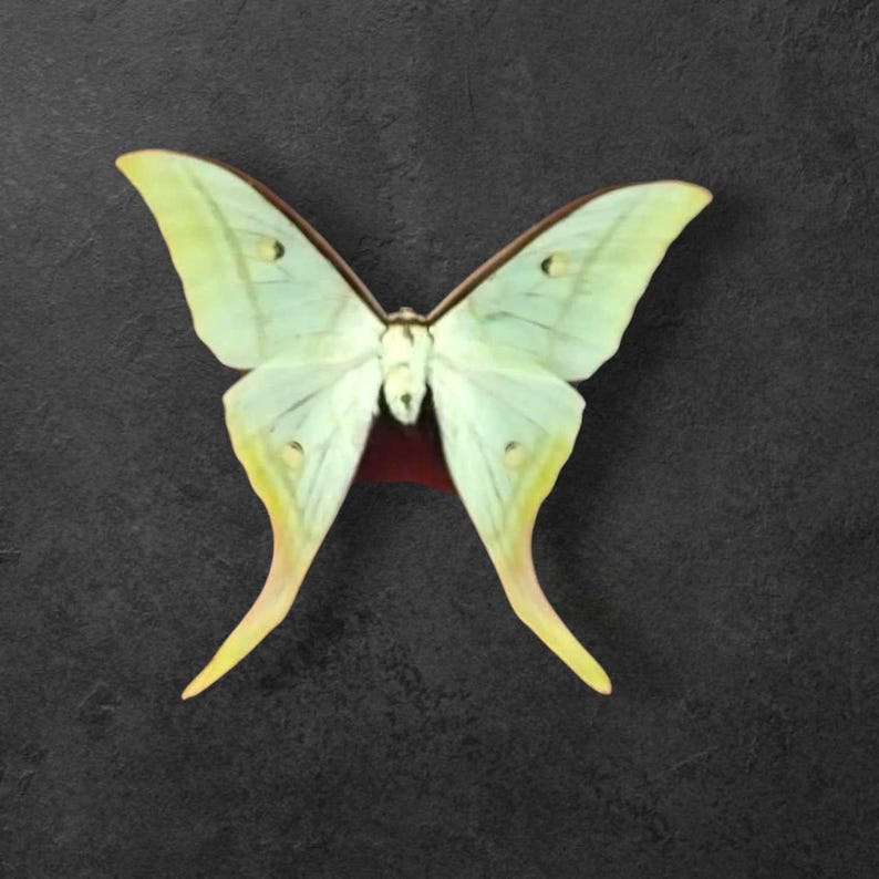 May include: A pale lime green Luna moth specimen with long, sweeping tails on the lower wings. The wings feature subtle dark eyespots and a soft yellow tint along the outer edges, with a deep maroon patch visible at the base of the wings.