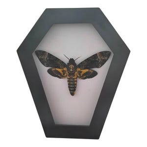 Framed Moth Deaths Head Hawk - Gothic Coffin Frame, Entomology Display, Framed Insect Wall Art, Science Study, Nature & Art Decor