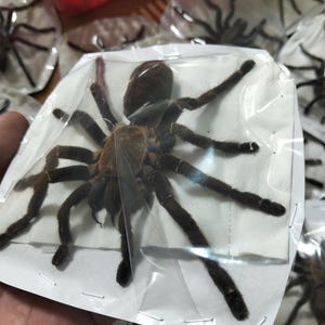 Tarantula Citharognathus tongmianensis and Haplopelma longipes - Spread-Leg Dried Specimen, Taxidermy Display, Entomology Collection image 16