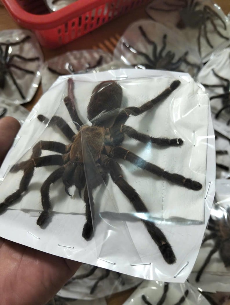Tarantula Citharognathus tongmianensis and Haplopelma longipes - Spread-Leg Dried Specimen, Taxidermy Display, Entomology Collection image 16