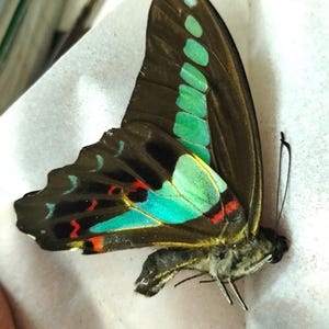 5 Stück Graphium Sarpedon Schmetterlinge Set | Kornblume | Spreizen Sie Flügel Getrocknete Specimen für Kunst & Display 7 pcs Closed Wings
