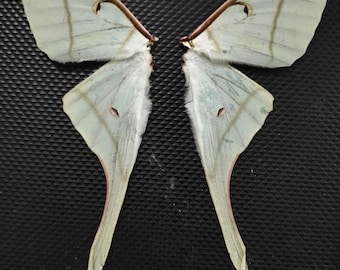 Actias rhodopneuma Weibliches Flügel-Set (4 Flügel) | Echte Mond Motten Flügel für Kunst, Taxidermie, Schmuck & Kunsthandwerk