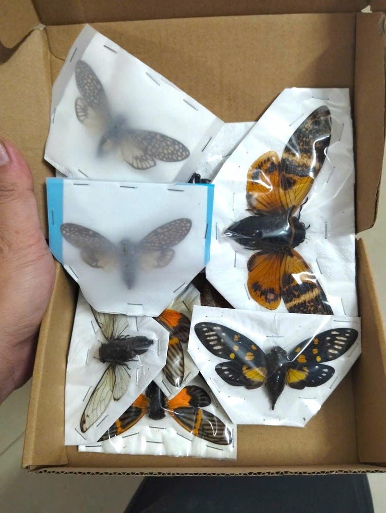 Presevred Insects Set of 12 Dried Cicada Specimens - Entomology Insect Collection, Spread ...