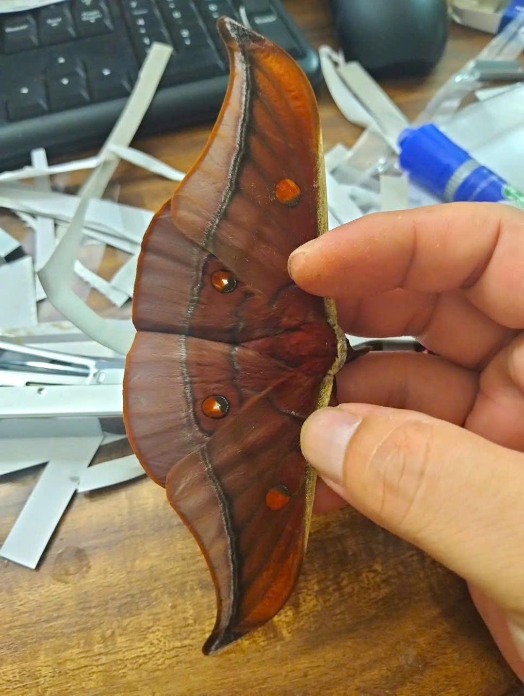 Pack of 2 Antheraea Assamensis Assam Silkmoth Folded Wings | Real Silk ...