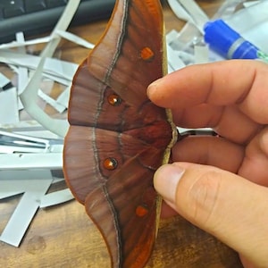 May include: A large moth specimen with deep brown, velvety wings featuring distinct dark bands and small, circular orange eyespots. The wings have a pointed, elongated shape with a textured appearance, showcasing natural patterns and colour gradients.