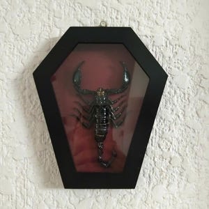 Pack of 4 Real Scorpion Specimen – Heterometrus laoticus – Dry Arachnid Taxidermy – Rare Exotic Scorpio – Insect Collector Display immagine 10