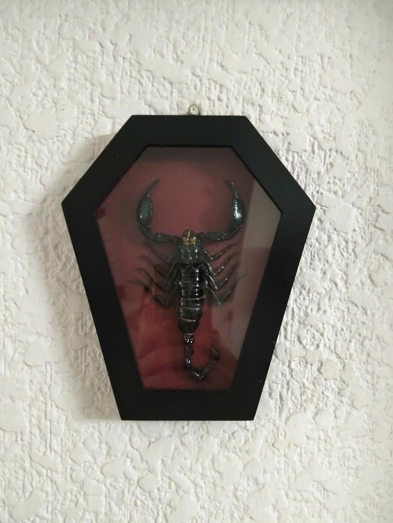 Pack of 4 Real Scorpion Specimen – Heterometrus laoticus – Dry Arachnid Taxidermy – Rare Exotic Scorpio – Insect Collector Display immagine 10