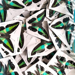 5 Stück Graphium Sarpedon Schmetterlinge Set | Kornblume | Spreizen Sie Flügel Getrocknete Specimen für Kunst & Display Pack of 5