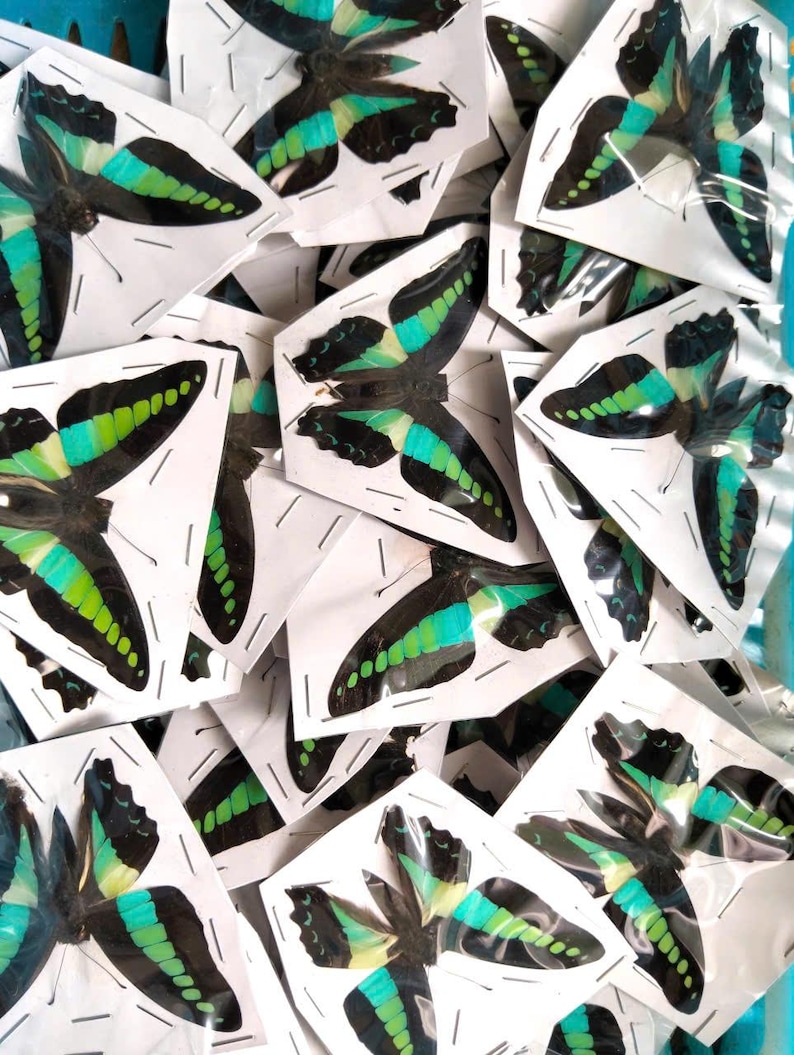 5 Stück Graphium Sarpedon Schmetterlinge Set | Kornblume | Spreizen Sie Flügel Getrocknete Specimen für Kunst & Display Pack of 5