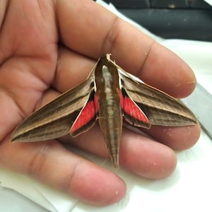 May include: A sphinx moth with elongated, pointed wings featuring a brown, wood-grain pattern and distinct, vibrant red patches near the base of the wings. The moth has a slender, tapered body and is positioned with its wings spread out.