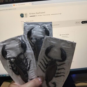 Pu&ograve; includere: Tre scorpioni neri conservati, racchiusi in plastica trasparente, sono tenuti davanti a uno schermo di computer che mostra una dashboard di un negozio Etsy. Gli esoscheletri degli scorpioni sono ben visibili.
