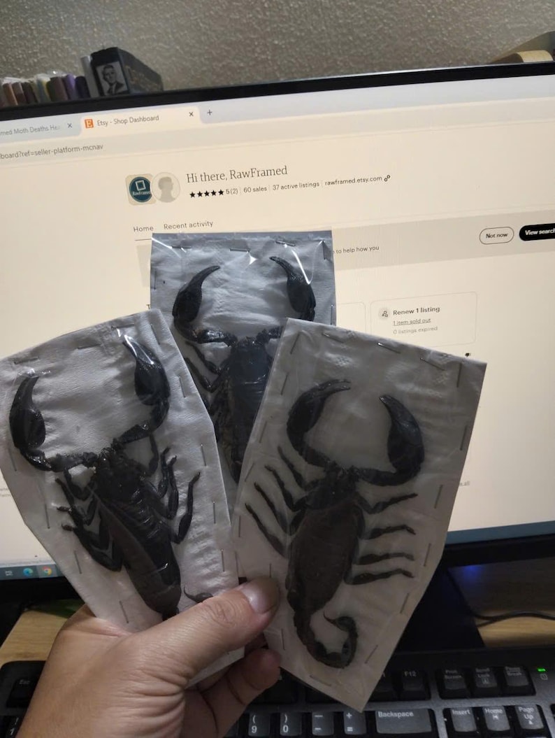 Pu&ograve; includere: Tre scorpioni neri conservati, racchiusi in plastica trasparente, sono tenuti davanti a uno schermo di computer che mostra una dashboard di un negozio Etsy. Gli esoscheletri degli scorpioni sono ben visibili.