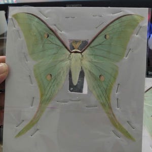 May include: A preserved pale green Luna moth specimen with long, sweeping tails on its hindwings and distinct eyespots, securely mounted and flattened against a white square card backing, encased within a clear protective plastic sleeve.