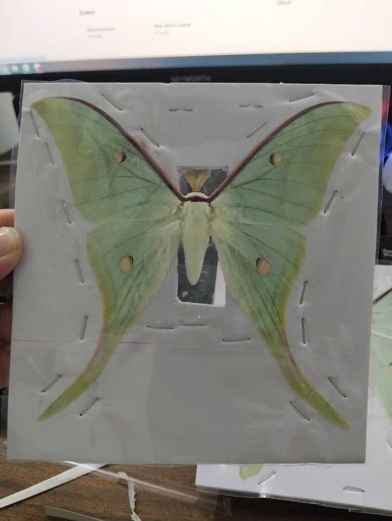 May include: A preserved pale green Luna moth specimen with long, sweeping tails on its hindwings and distinct eyespots, securely mounted and flattened against a white square card backing, encased within a clear protective plastic sleeve.
