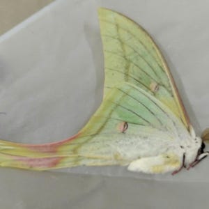 May include: A pale green Luna moth specimen with long, sweeping tails on its hindwings. The wings feature delicate veining, small circular eyespots, and soft pinkish-red accents along the edges. The body is covered in white, fuzzy scales.