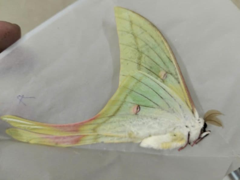May include: A pale green Luna moth specimen with long, sweeping tails on its hindwings. The wings feature delicate veining, small circular eyespots, and soft pinkish-red accents along the edges. The body is covered in white, fuzzy scales.