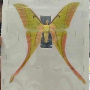 May include: A preserved Actias luna moth with large, pale yellow-green wings featuring long, slender tails. The moth has a fuzzy, light-coloured body and is secured to a white rectangular backing sheet with small metal staples around the edges.