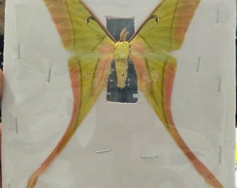 Actias rhodopneuma Moon Moth Spread Wings Specimen Long Tail Green Yellow Moth Display Taxidermy Decor