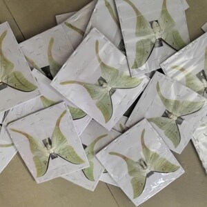 Pack of 2 Real Luna Moth Specimens - Dried Actias Selene, Entomology Insect Collection, Spread Wings, Science Study, Art Projects Display image 3
