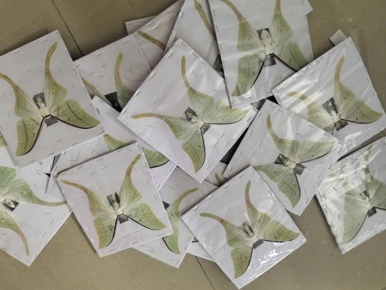 Pack of 2 Real Luna Moth Specimens - Dried Actias Selene, Entomology Insect Collection, Spread Wings, Science Study, Art Projects Display image 3