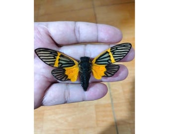 May include: A detailed view of a cicada, showcasing its vibrant colors. The insect has black and yellow wings with intricate patterns, and a black body. The cicada is held in a hand, with a wooden surface in the background.