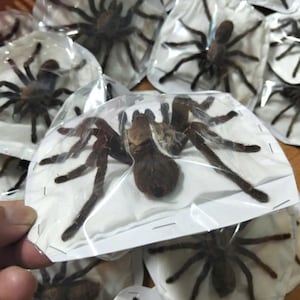 Tarantula Citharognathus tongmianensis and Haplopelma longipes - Spread-Leg Dried Specimen, Taxidermy Display, Entomology Collection image 9